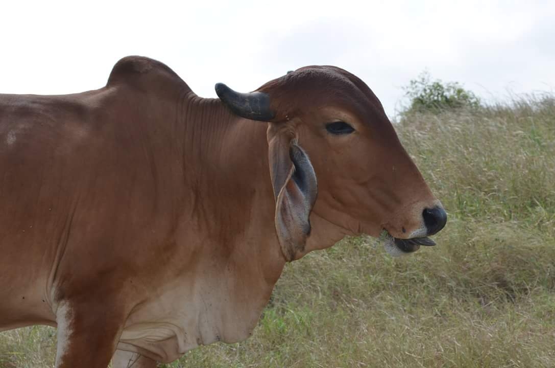 purity-farms_1545211217MBxvzE.jpeg
